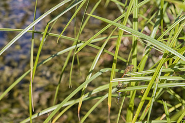 Dragonflies