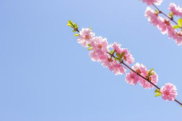 Branch of the Japanese cherry sakura blossoms