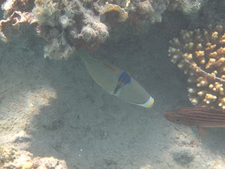 coralli e pesci del mare © paolo