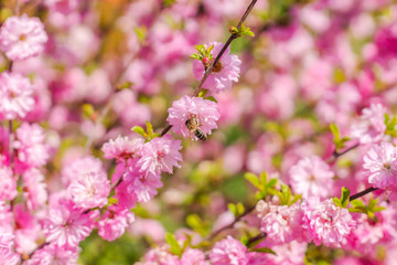 Branch of the Japanese cherry sakura blossoms