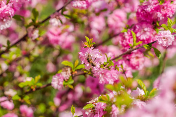 Branch of the Japanese cherry sakura blossoms