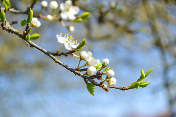 Zweig mit Blüten und Knospen im Frühling