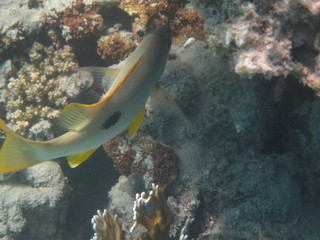 coralli e pesci del mare © paolo