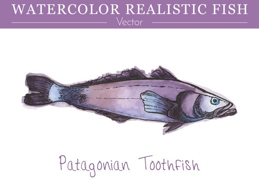 Hand painted watercolor fish isolated on white background. Patagonian toothfish, dissostichus eleginoides, cod icefish species, nototheniidae family. Colorful edible, salt water fish. Vector.