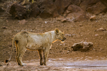 African lion in Kruger National park, South Africa