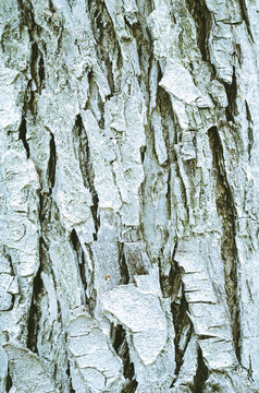 wood bark blue as background/wood bark as background