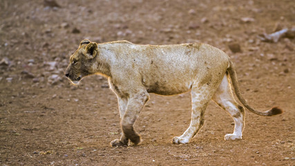 African lion in Kruger National park, South Africa