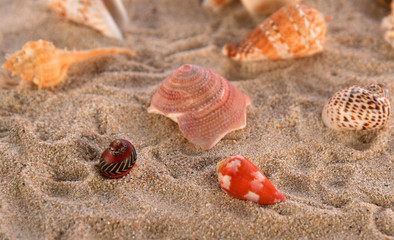 Sea shell on sand background
