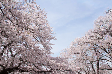 満開の桜と青空