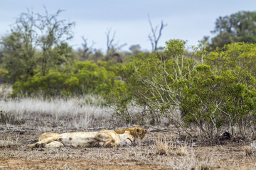 Fototapeta premium African lion in Kruger National park, South Africa
