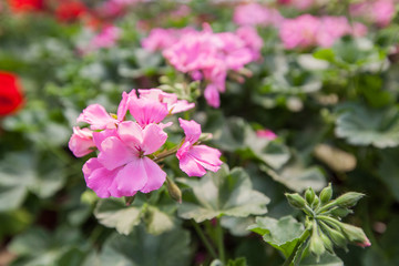 Fototapeta premium Colorful Spring Flower