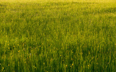 Prado de Hierba Verde con Sol de Atardecer