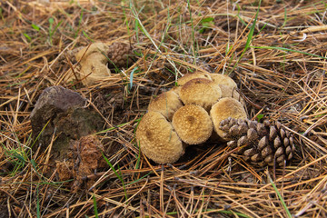 Colonia de Setas  Lycoperdon Perlatum o Pedo de Lobo en el suelo de un bosque de pinos con piñas...