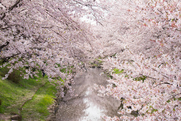 元荒川の満開の桜