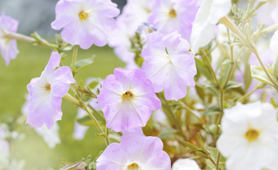 Beautiful Pink and white Petunia blossoms in the garden under bright summer sunlight. Romantic floral background.