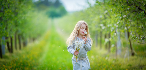 The girl blows white dandelion seeds, standing in the middle of the spring apple garden