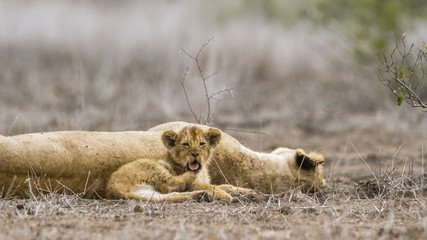 African lion in Kruger National park, South Africa