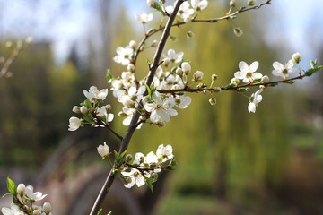Flowering Tree Branch. Spring.