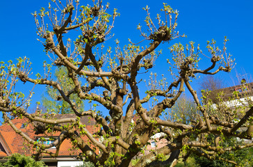 Platane im Frühling