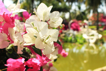 Pink and white flowers of Bougainvillea near the pond