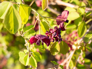 Korea's ice fruit flower