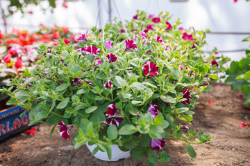 Flowers Garden Store