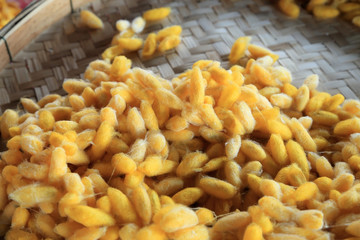 Golden worm cocoon in basket for threshing silk fibre.