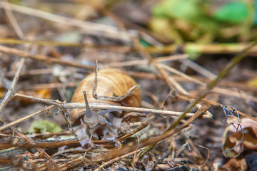 snail in the wild