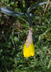 Flor de Narciso Brotando visto desde arriba