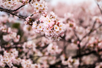 Fototapeta na wymiar Sakura Festival ,Muramatsu Park has around 3,000 cherry blossom trees, Niigata,Japan.