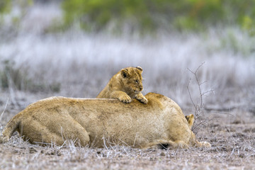 African lion in Kruger National park, South Africa