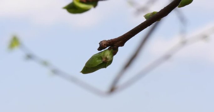 Branch of pear in spring.