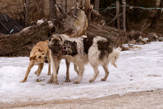Dogs are playing with each other at steet in a Small Town of Anatolia