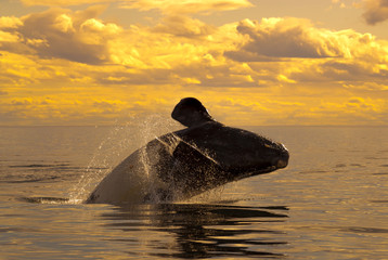 Right whale, Patagonia , Argentina