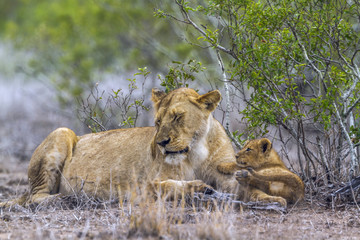African lion in Kruger National park, South Africa