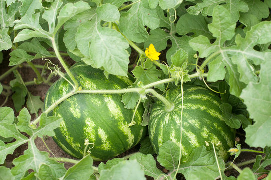 Part of watermelon plant- blossom and fruits