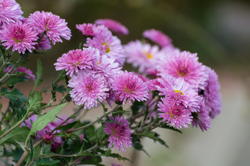 Pink chrysanthemum in autumn garden. Bouquet of flowers.