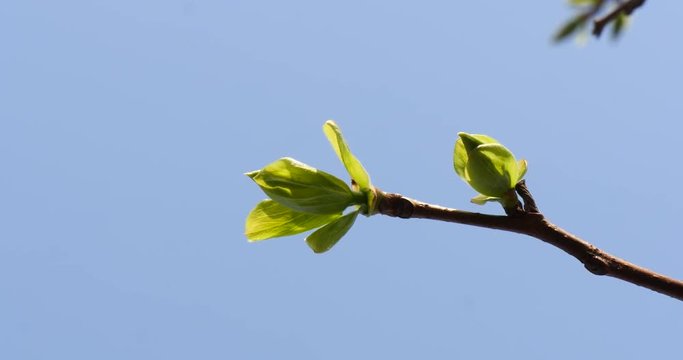Branch of pear in spring.