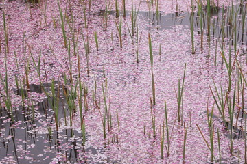 桜の花びらに覆われた池