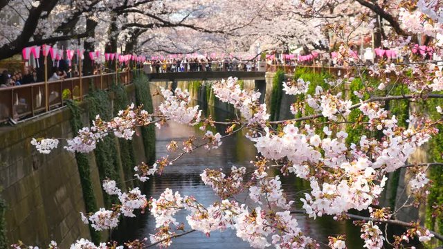 Cherry blossoms and Meguro river Japan2