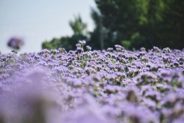 Obraz premium Booming phacelia on green background with trees