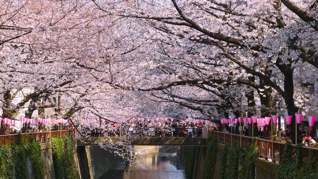 Cherry blossoms and Meguro river Japan1