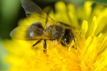 Bee in action detail