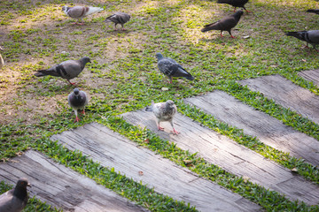 Fototapeta premium Pigeons walk in the park.