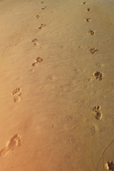 footprints in the sand at the beach