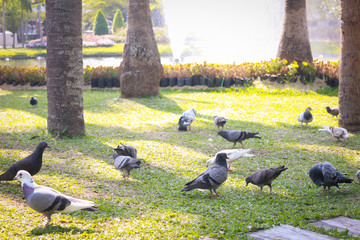 Pigeons walk in the park.