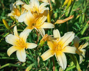 Flower yellow lily