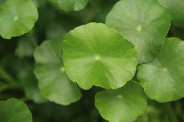 Close up of Water pennywort leave, fresh green background.