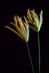 Flower of Swallen Finger grass