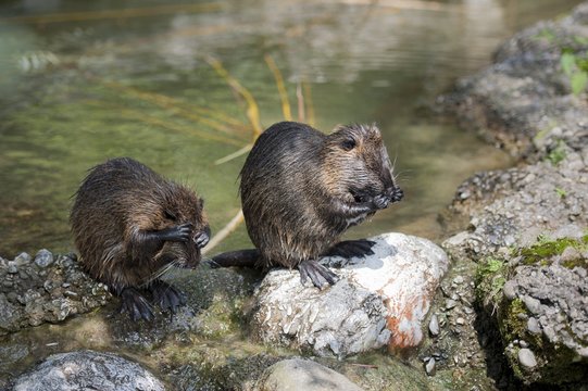 Myocastor coypus, Italy